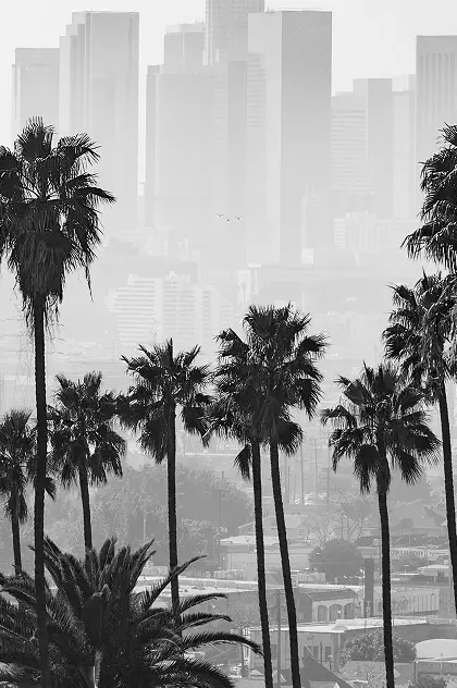 Black and white photo of tall palm trees in the foreground with the Los Angeles city skyline in the background, partially obscured by haze.
